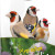 Deli Nature Aves Cultura Carduelis Goldfinches