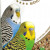 Deli Nature 5 Star Menu Budgies