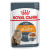 ROYAL CANIN INTENSE BEAUTY IN GRAVY