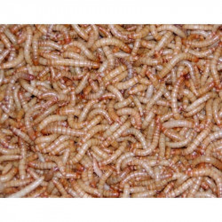 ZΩΝΤΑΝΑ ΣΚΟΥΛΗΚΙΑ MINI MEALWORMS (13 18MM)