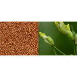 MANITOBA Camelina 1kg