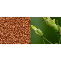 Camelina