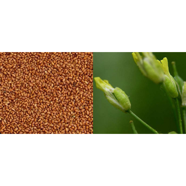 Camelina